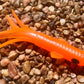 3.5" Trophy Chaser