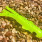 Chartreuse Pepper