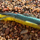 5" Trophy Chaser
