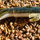 7" Trophy Chaser