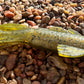 5" Trophy Chaser